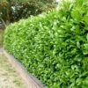 Prunus Laurocerasus 'Rotundifolia' -Herbalife Shop pl0000004306