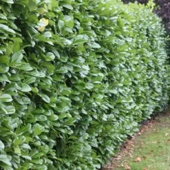 Prunus Laurocerasus 'Rotundifolia' -Herbalife Shop pl0000004306 card3 lg