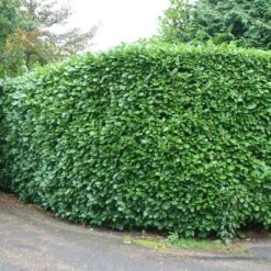 Prunus Laurocerasus 'Rotundifolia' -Herbalife Shop pl0000004306 card4 lg