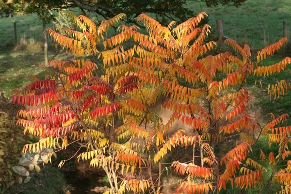 Rhus Typhina 4 Rhus Typhina - Image 2