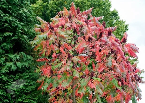 Rhus Typhina 5 Rhus Typhina - Image 3