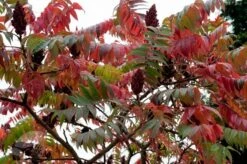 Rhus Typhina 11 Rhus Typhina -Herbalife Shop pl0000004323 card4 lg