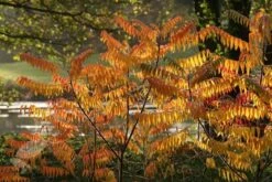 Rhus Typhina 12 Rhus Typhina -Herbalife Shop pl0000004323 card5 lg