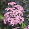 Sambucus Nigra F. Porphyrophylla 'Gerda' (PBR) -Herbalife Shop pl0000004353
