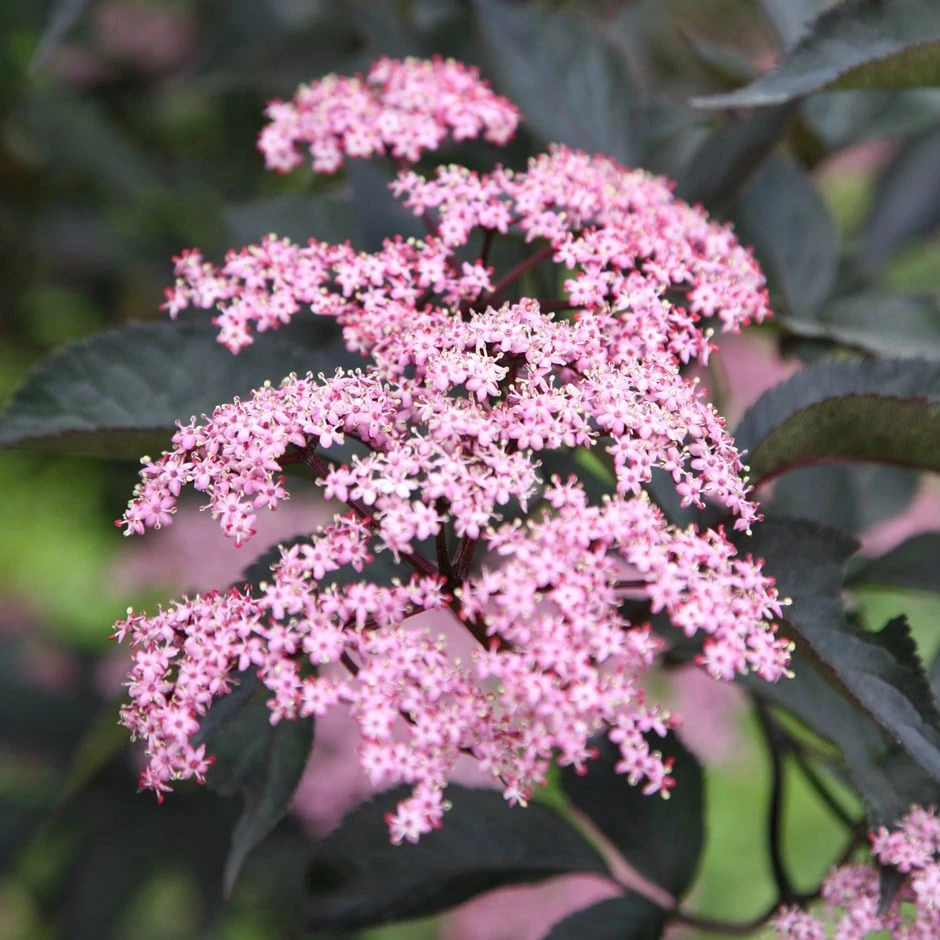 Sambucus Nigra F. Porphyrophylla 'Gerda' (PBR) 3 Sambucus Nigra F. Porphyrophylla 'Gerda' (PBR)