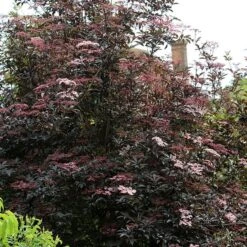 Sambucus Nigra F. Porphyrophylla 'Gerda' (PBR) 7 Sambucus Nigra F. Porphyrophylla 'Gerda' (PBR) -Herbalife Shop pl0000004353 card2 lg