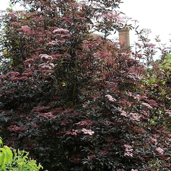Sambucus Nigra F. Porphyrophylla 'Gerda' (PBR) 4 Sambucus Nigra F. Porphyrophylla 'Gerda' (PBR) - Image 2