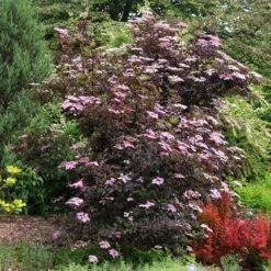 Sambucus Nigra F. Porphyrophylla 'Gerda' (PBR) 9 Sambucus Nigra F. Porphyrophylla 'Gerda' (PBR) -Herbalife Shop pl0000004353 card4 lg