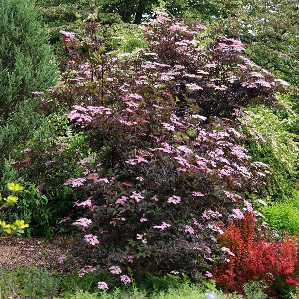 Sambucus Nigra F. Porphyrophylla 'Gerda' (PBR) 6 Sambucus Nigra F. Porphyrophylla 'Gerda' (PBR) - Image 4