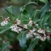 Sarcococca Hookeriana Var. Digyna -Herbalife Shop pl0000004368