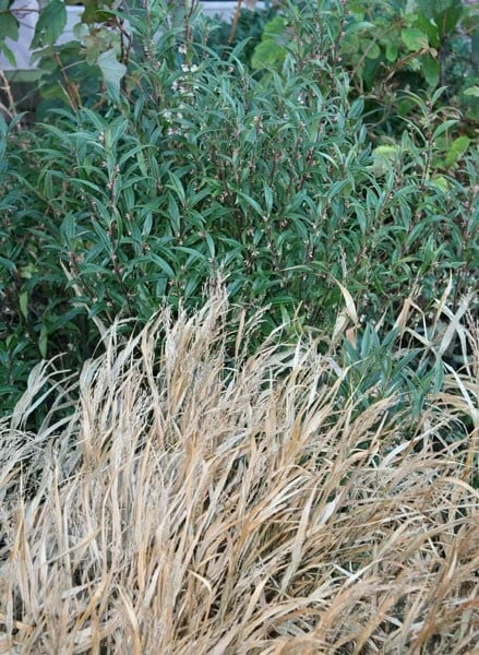 Sarcococca Hookeriana Var. Digyna 4 Sarcococca Hookeriana Var. Digyna - Image 2