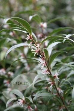 Sarcococca Hookeriana Var. Digyna 8 Sarcococca Hookeriana Var. Digyna -Herbalife Shop pl0000004368 card3 lg