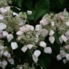 Schizophragma Hydrangeoides 2 Schizophragma Hydrangeoides -Herbalife Shop pl0000004374