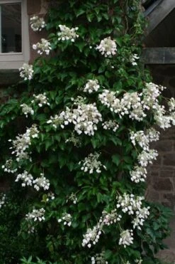 Schizophragma Hydrangeoides -Herbalife Shop pl0000004374 card2 lg