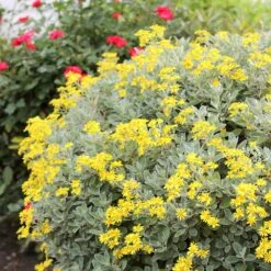 Brachyglottis (Dunedin Group) 'Sunshine' -Herbalife Shop pl0000004376 card3 lg