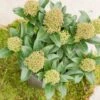 Skimmia Japonica 'Fragrant Cloud' (male) 2 Skimmia Japonica 'Fragrant Cloud' (male) -Herbalife Shop pl0000004382