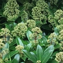 Skimmia Japonica 'Fragrant Cloud' (male) -Herbalife Shop pl0000004382 card3 lg