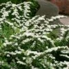Spiraea Nipponica 'Snowmound' 2 Spiraea Nipponica 'Snowmound' -Herbalife Shop pl0000004408