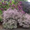 Syringa Meyeri 'Palibin' 1 Syringa Meyeri 'Palibin' -Herbalife Shop pl0000004435