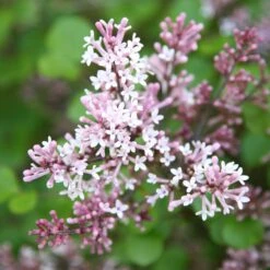 Syringa Meyeri 'Palibin' -Herbalife Shop pl0000004435 card3 lg