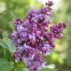 Syringa Vulgaris 'Charles Joly' -Herbalife Shop pl0000004447