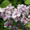Syringa Vulgaris 'Katherine Havemeyer' 1 Syringa Vulgaris 'Katherine Havemeyer' -Herbalife Shop pl0000004448