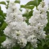 Syringa Vulgaris 'Madame Lemoine' 2 Syringa Vulgaris 'Madame Lemoine' -Herbalife Shop pl0000004449