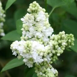 Syringa Vulgaris 'Madame Lemoine' 7 Syringa Vulgaris 'Madame Lemoine' -Herbalife Shop pl0000004449 card3 lg