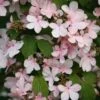 Viburnum Plicatum F. Tomentosum 'Pink Beauty' -Herbalife Shop pl0000004474