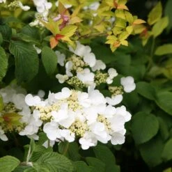 Viburnum Plicatum F. Tomentosum 'Mariesii' -Herbalife Shop pl0000004476 card4 lg
