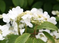 Viburnum Plicatum F. Tomentosum 'Mariesii' -Herbalife Shop pl0000004476 card5 lg