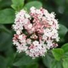 Viburnum Tinus 'Eve Price' -Herbalife Shop pl0000004483