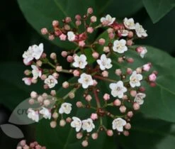 Viburnum Tinus 'Eve Price' 9 Viburnum Tinus 'Eve Price' -Herbalife Shop pl0000004483 card4 lg
