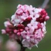 Viburnum × Bodnantense 'Dawn' -Herbalife Shop pl0000004489