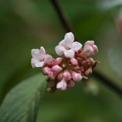 Viburnum × Bodnantense 'Dawn' -Herbalife Shop pl0000004489 card3 lg