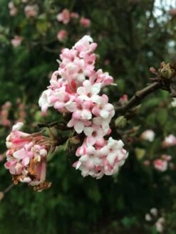 Viburnum × Bodnantense 'Dawn' -Herbalife Shop pl0000004489 card4 lg