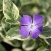 Vinca Major 'Variegata' -Herbalife Shop pl0000004506
