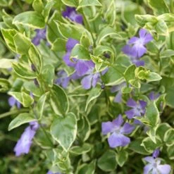 Vinca Major 'Variegata' -Herbalife Shop pl0000004506 card3 lg