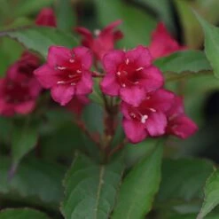 Weigela 'Bristol Ruby'