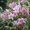 Weigela 'Florida Variegata' -Herbalife Shop pl0000004524