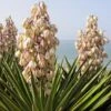 Yucca Filamentosa -Herbalife Shop pl0000004537