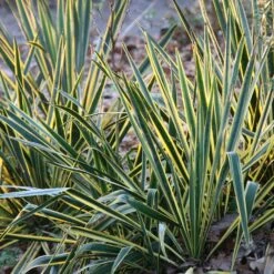 Yucca Filamentosa 'Bright Edge'