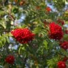 Sorbus Aucuparia 'Aspleniifolia' -Herbalife Shop pl0000004720