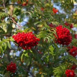 Sorbus Aucuparia 'Aspleniifolia'