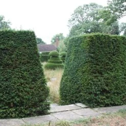 Taxus Baccata -Herbalife Shop pl0000006230 card3 lg