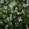 Clematis 'Alba Luxurians' -Herbalife Shop pl0000007066