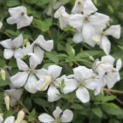 Clematis 'Alba Luxurians' 8 Clematis 'Alba Luxurians' -Herbalife Shop pl0000007066 card2 lg
