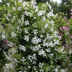 Clematis 'Alba Luxurians' 9 Clematis 'Alba Luxurians' -Herbalife Shop pl0000007066 card3 lg