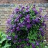Clematis 'Polish Spirit' -Herbalife Shop pl0000007068