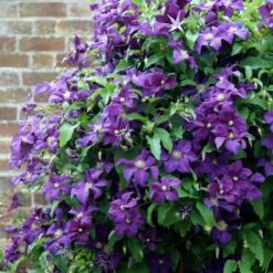 Clematis 'Polish Spirit' -Herbalife Shop pl0000007068 card2 lg